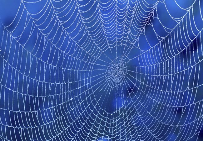 Spiderweb of Indecision