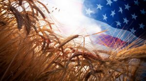 American wheat image